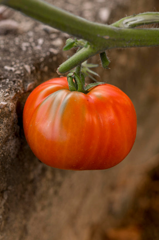 Tomates antiguos